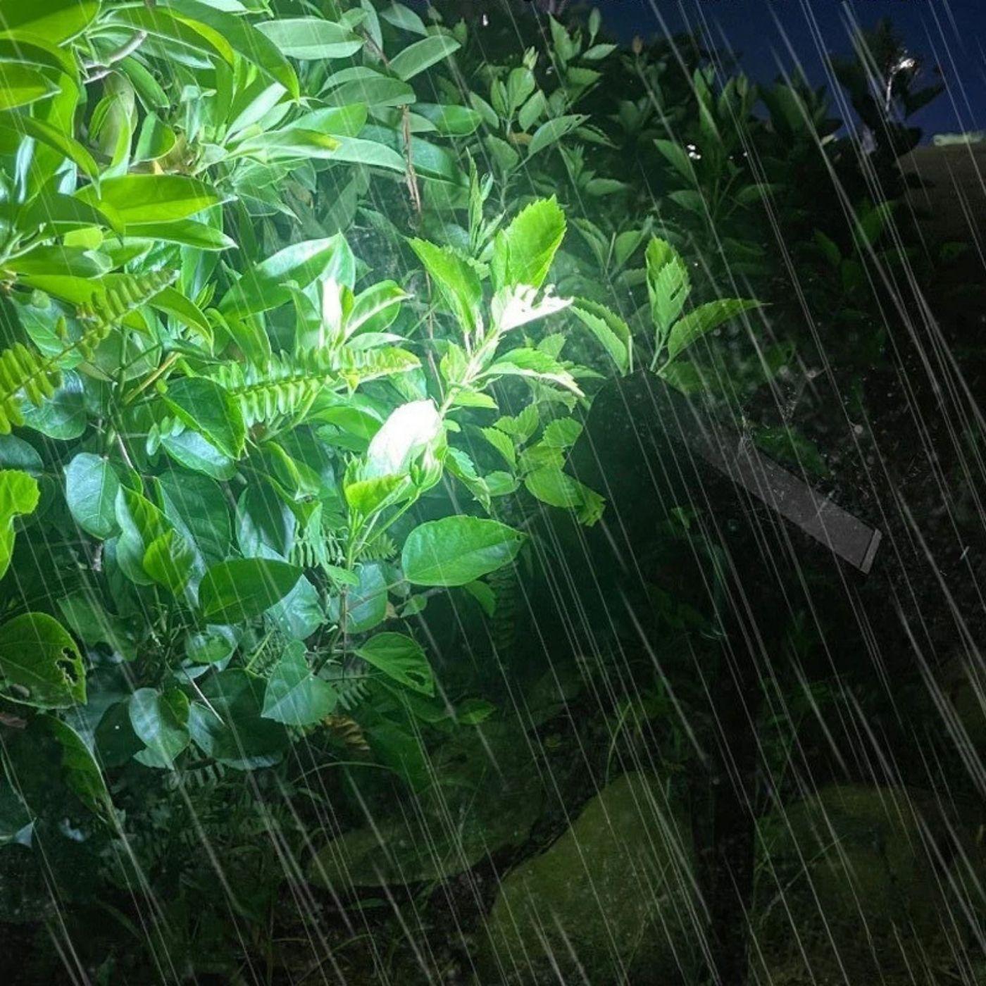 Estaca de Luz Solar con Sensor de Movimiento - Luz Fría - Disponible en Dreamy Home!