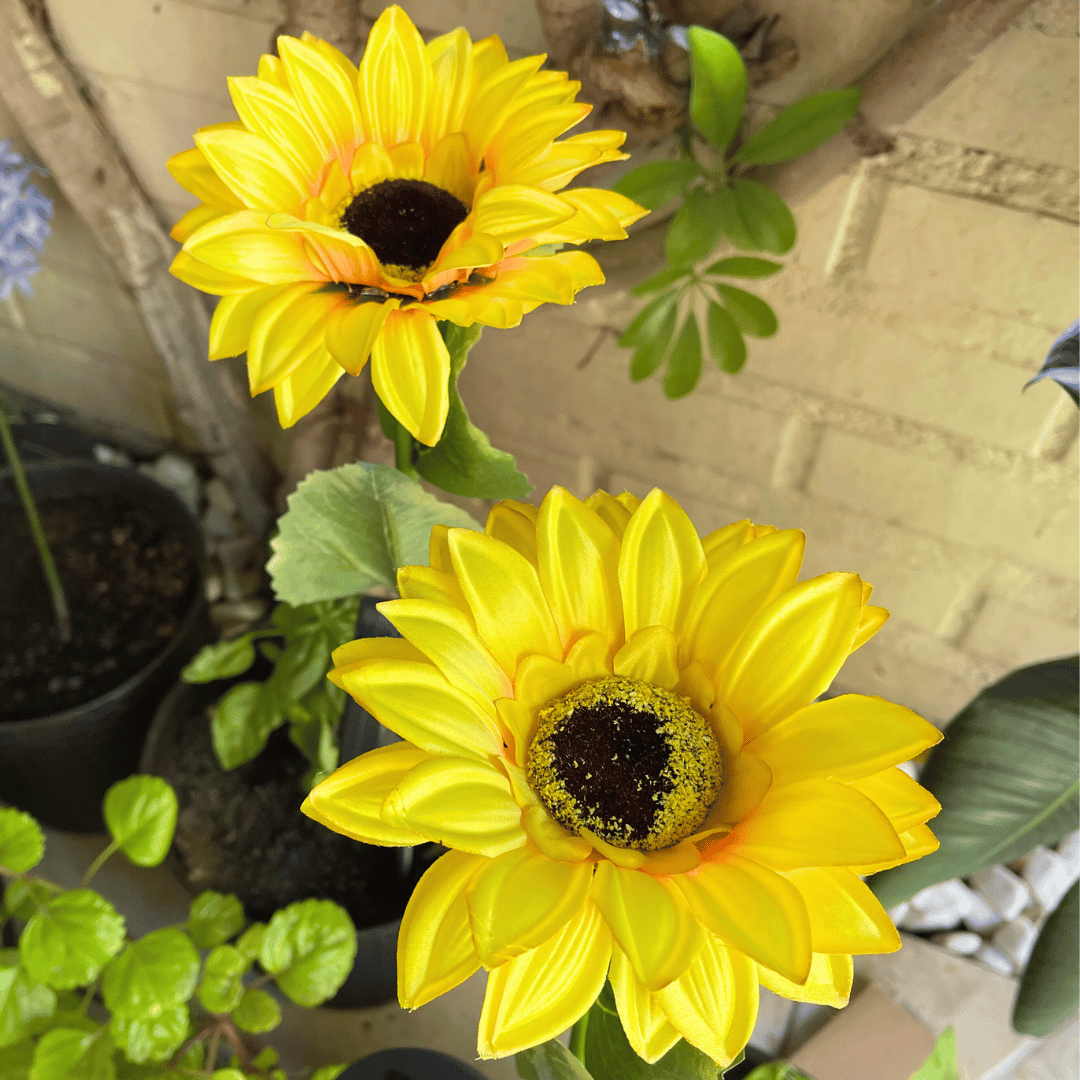 Set de 2 Estacas Girasoles Solares - Luz Cálida / Altura 67 cm / IP44 - Disponible en Dreamy Home!