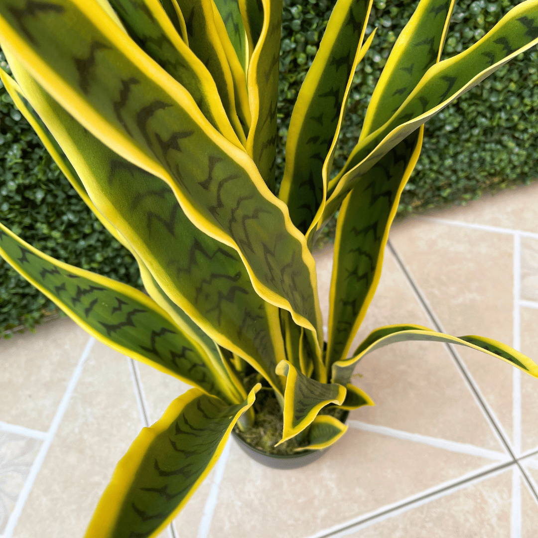 Planta Serpentaria Artificial - Follaje Verde/Amarillo / 85 cm - Disponible en Dreamy Home!