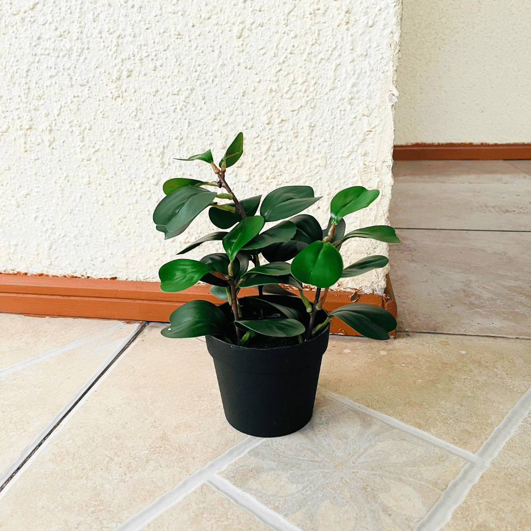 Planta Jade Artificial - Follaje Verde Oscuro / Maceta Negra - Disponible en Dreamy Home!