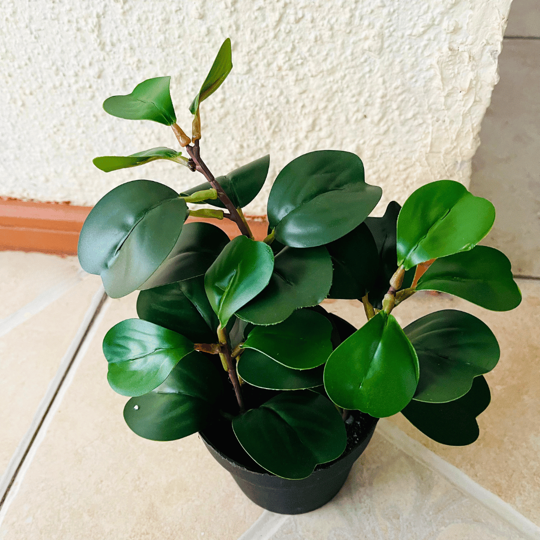 Planta Jade Artificial - Follaje Verde Oscuro / Maceta Negra - Disponible en Dreamy Home!