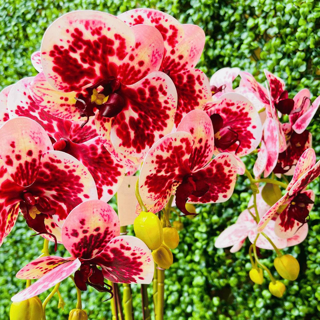 Orquídea Mariposa XL - Rosada con Motas / Macetero Negro / 59 cm Alto - Decoración - Disponible en Dreamy Home!