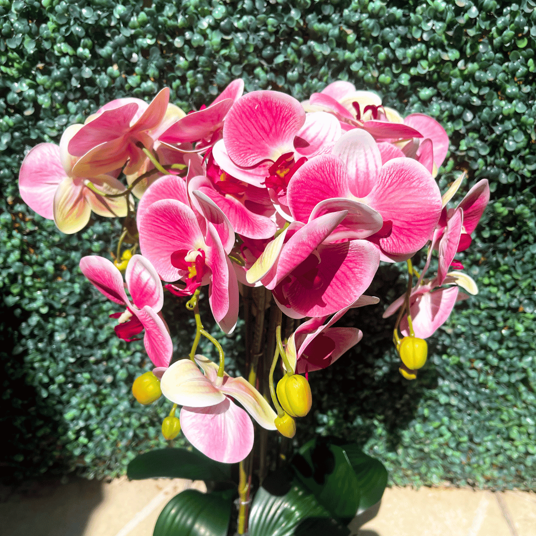 Orquídea Mariposa XL - Rosada con Motas / Macetero Negro / 59 cm Alto - Decoración - Disponible en Dreamy Home!