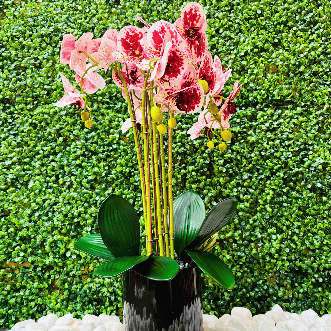 Orquídea Mariposa XL - Rosada con Motas / Macetero Negro / 59 cm Alto - Decoración - Disponible en Dreamy Home!