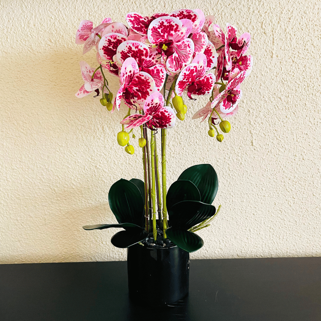 Orquídea Mariposa XL - Rosada con Motas / Macetero Negro / 59 cm Alto - Decoración - Disponible en Dreamy Home!