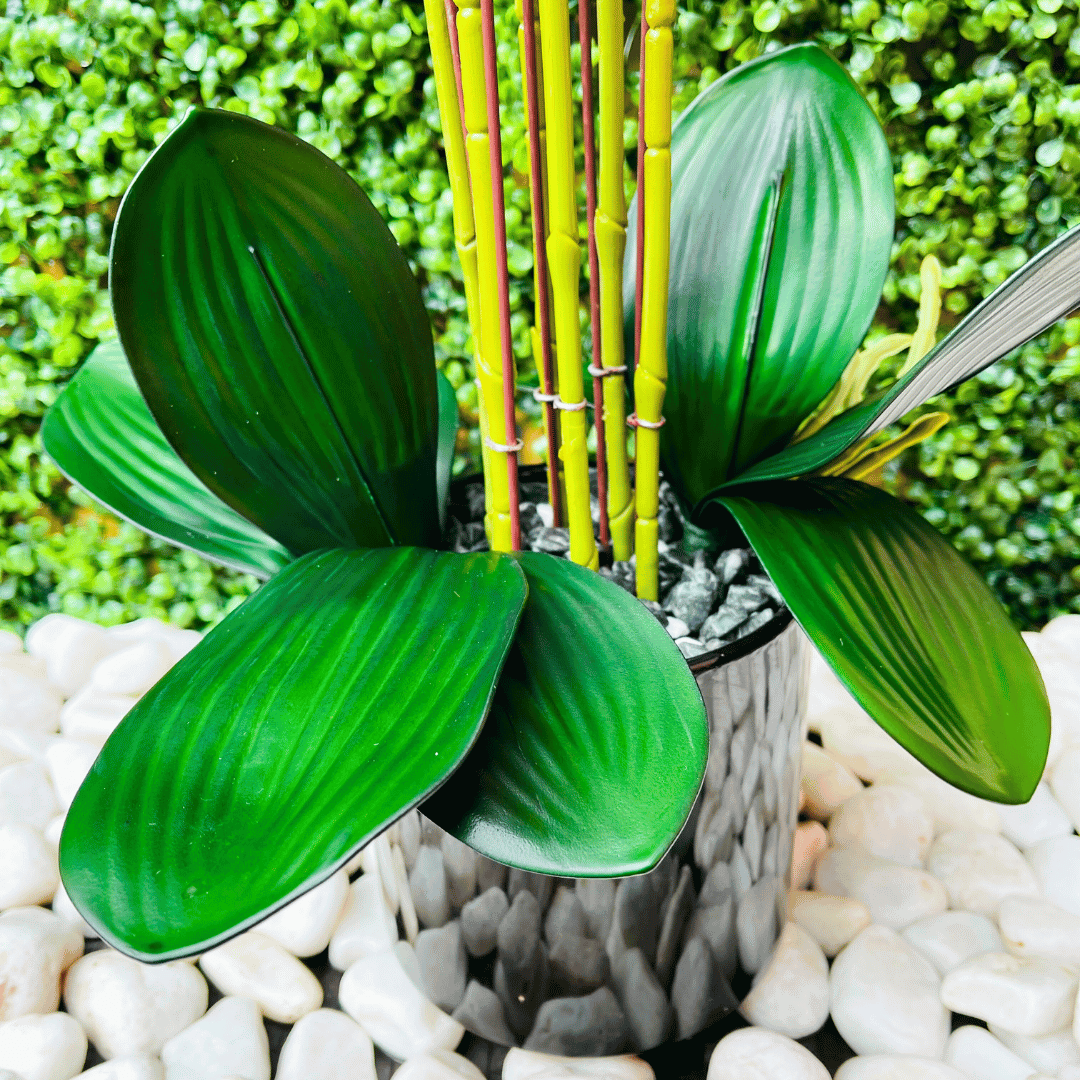 Orquídea Mariposa XL - Rosada con Motas / Macetero Negro / 59 cm Alto - Decoración - Disponible en Dreamy Home!