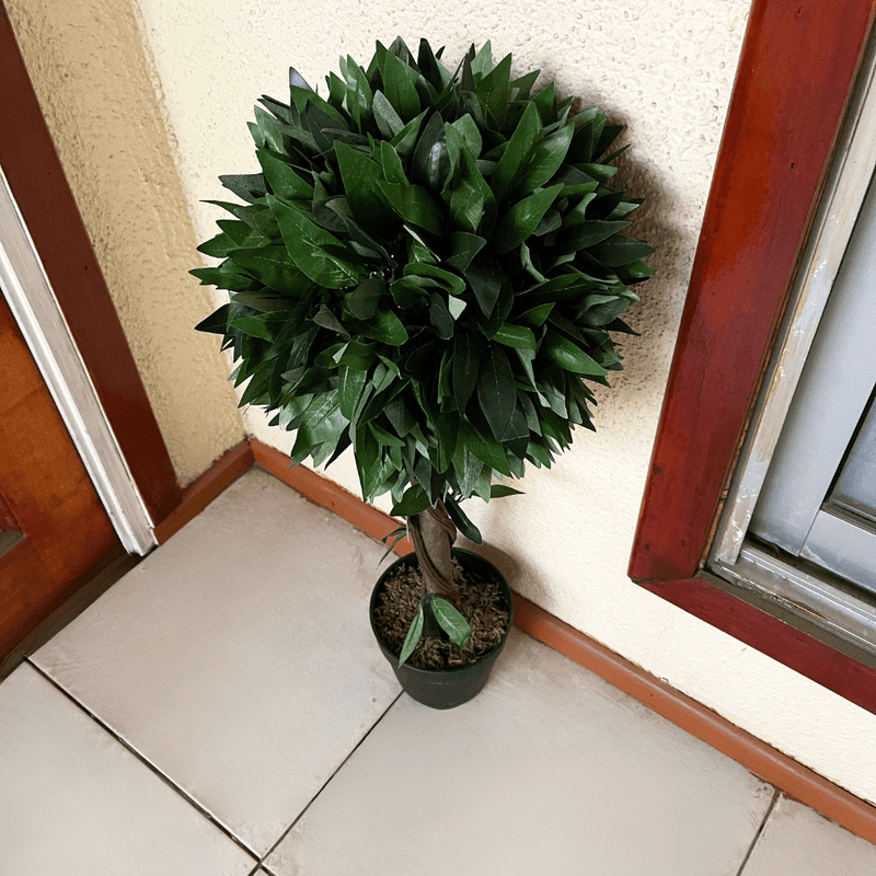 Árbol Artificial Canelo Redondeado - Altura 70 cm-Dreamy Home
