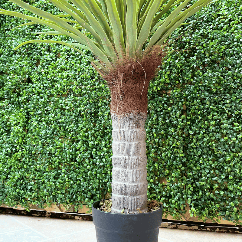 Árbol Artificial Dracaena - Altura 1 m-Dreamy Home