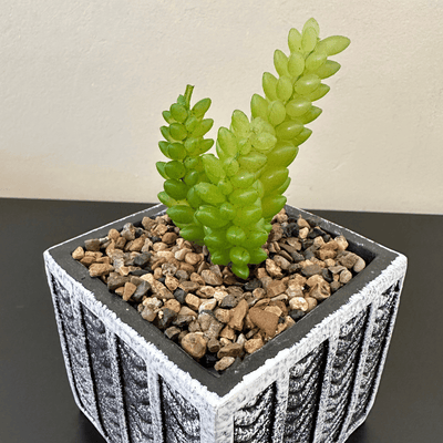 Maceta Cuadrada Negra - 14 x 8,5 x 8,5 cm-Dreamy Home