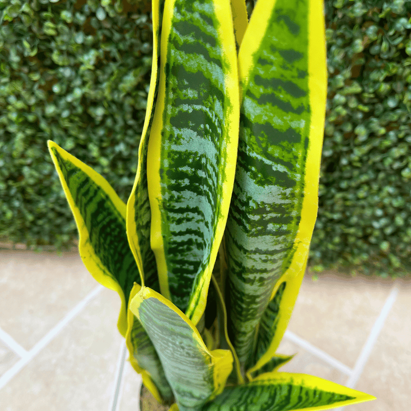 Planta Artificial Green Flame - Altura 57 cm-Dreamy Home