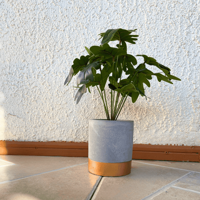 Planta Garra de León - 10 x 30 cm-Dreamy Home