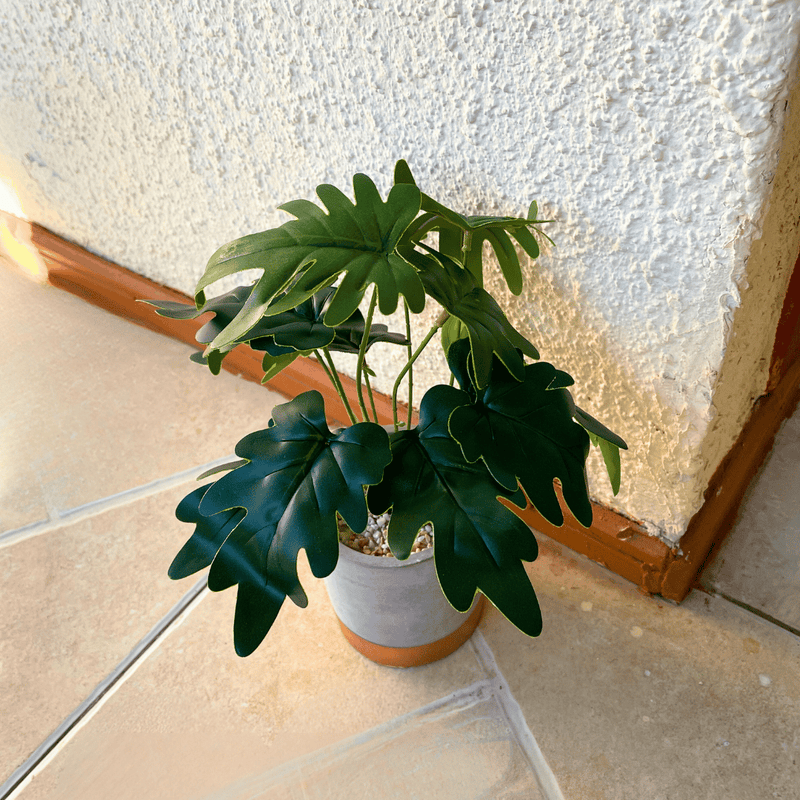 Planta Garra de León - 10 x 30 cm-Dreamy Home