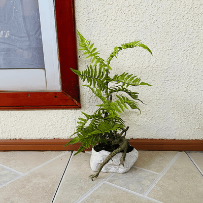 Planta Helecho Rizado - 17 x 50 cm-Dreamy Home