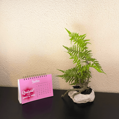 Planta Helecho Rizado - 17 x 50 cm-Dreamy Home