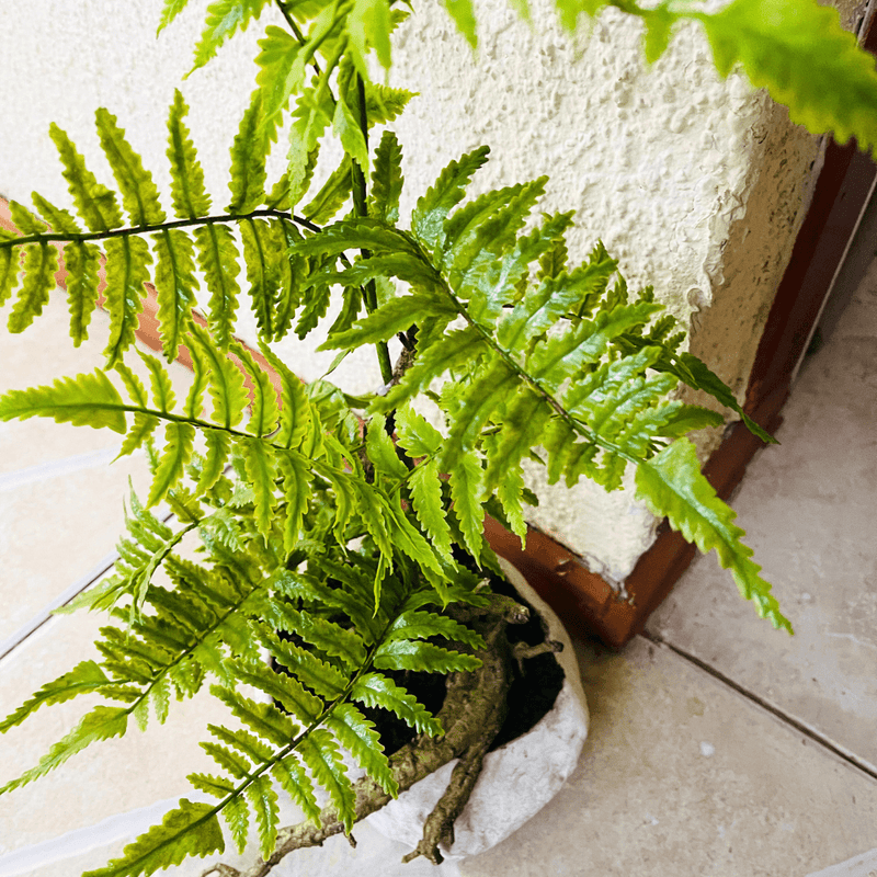 Planta Helecho Rizado - 17 x 50 cm-Dreamy Home