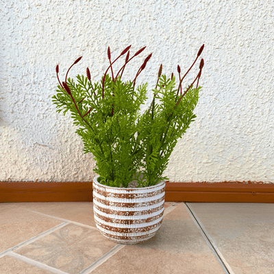 Planta Lavanda - 12 x 30 cm-Dreamy Home