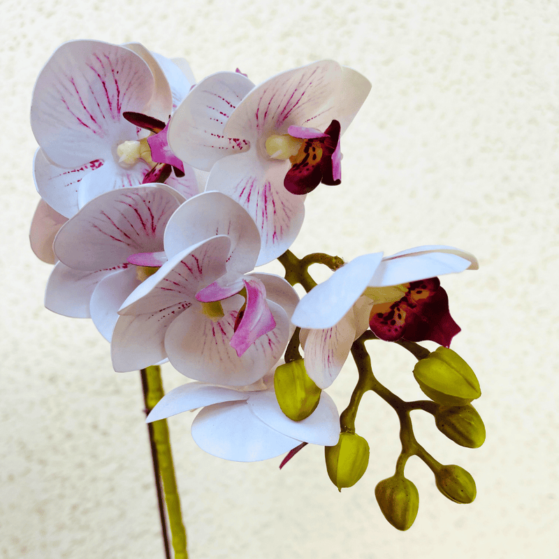Planta Orquídea Mariposa - Variedad de Colores-Dreamy Home