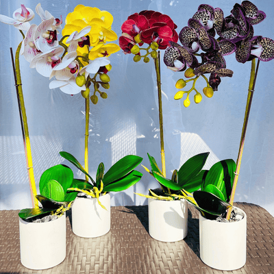 Planta Orquídea Mariposa - Variedad de Colores-Dreamy Home
