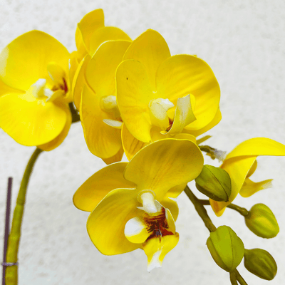 Planta Orquídea Mariposa - Variedad de Colores-Dreamy Home