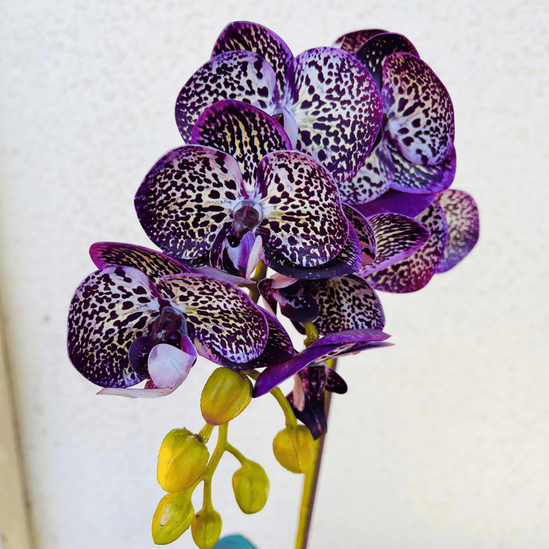 Planta Orquídea Mariposa - Variedad de Colores-Dreamy Home