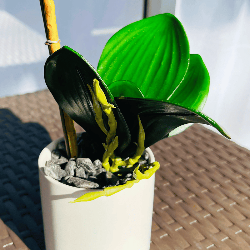 Planta Orquídea Mariposa - Variedad de Colores-Dreamy Home