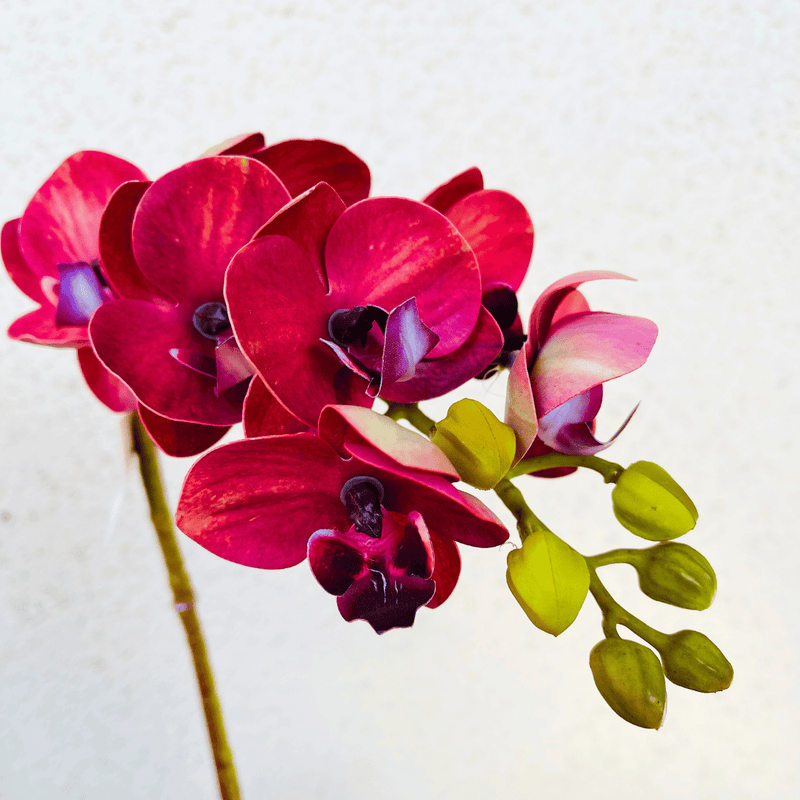 Planta Orquídea Mariposa - Variedad de Colores-Dreamy Home
