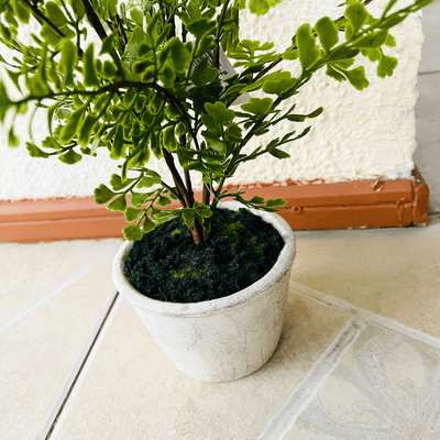 Plantas Helechos - 12 x 48 cm-Dreamy Home