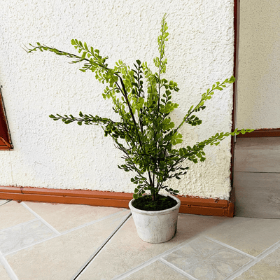 Plantas Helechos - 12 x 48 cm-Dreamy Home