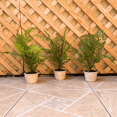 Plantas Helechos - 12 x 48 cm-Dreamy Home