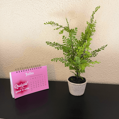 Plantas Helechos - 12 x 48 cm-Dreamy Home
