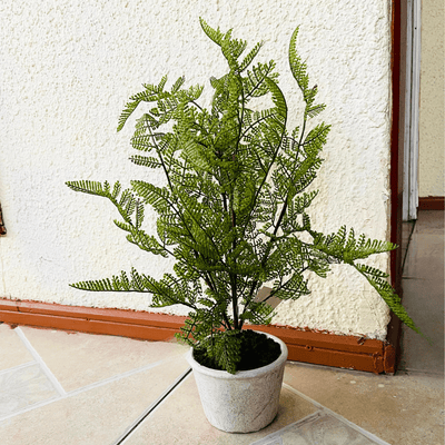 Plantas Helechos - 12 x 48 cm-Dreamy Home