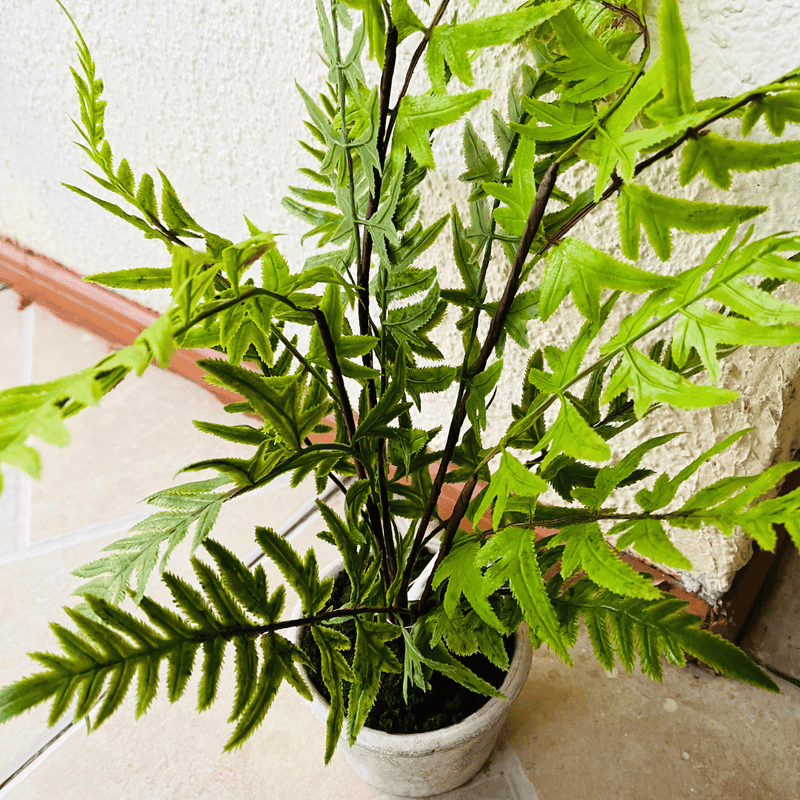Plantas Helechos - 12 x 48 cm-Dreamy Home