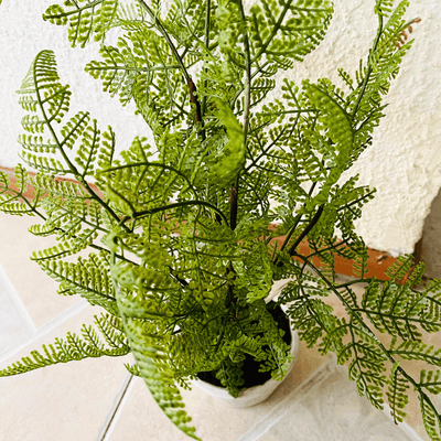 Plantas Helechos - 12 x 48 cm-Dreamy Home
