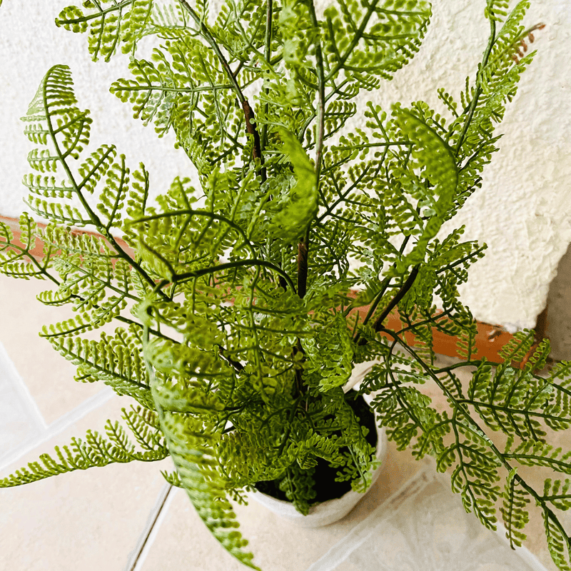 Plantas Helechos - 12 x 48 cm-Dreamy Home