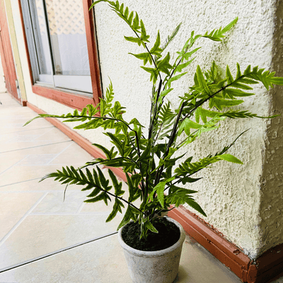 Plantas Helechos - 12 x 48 cm-Dreamy Home
