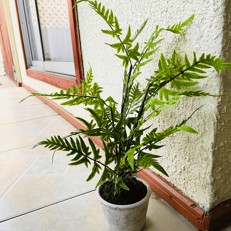 Plantas Helechos - 12 x 48 cm-Dreamy Home