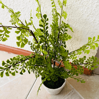 Plantas Helechos - 12 x 48 cm-Dreamy Home
