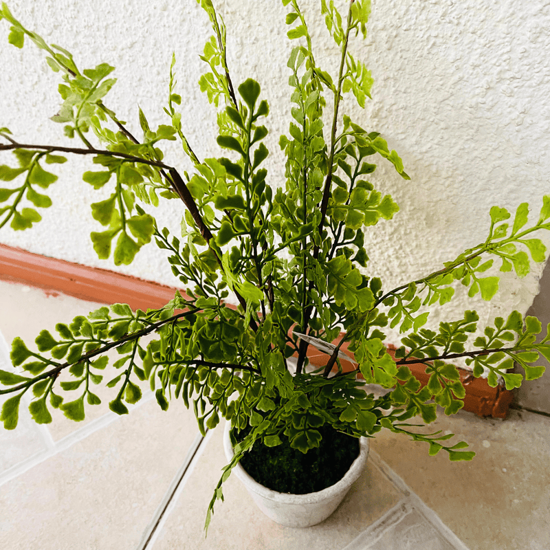 Plantas Helechos - 12 x 48 cm-Dreamy Home