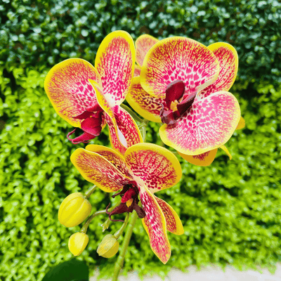 Plantas Orquídeas Macetero Negro - 20 x 9,5 x 41 cm-Dreamy Home