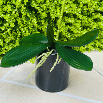 Plantas Orquídeas Macetero Negro - 20 x 9,5 x 41 cm-Dreamy Home