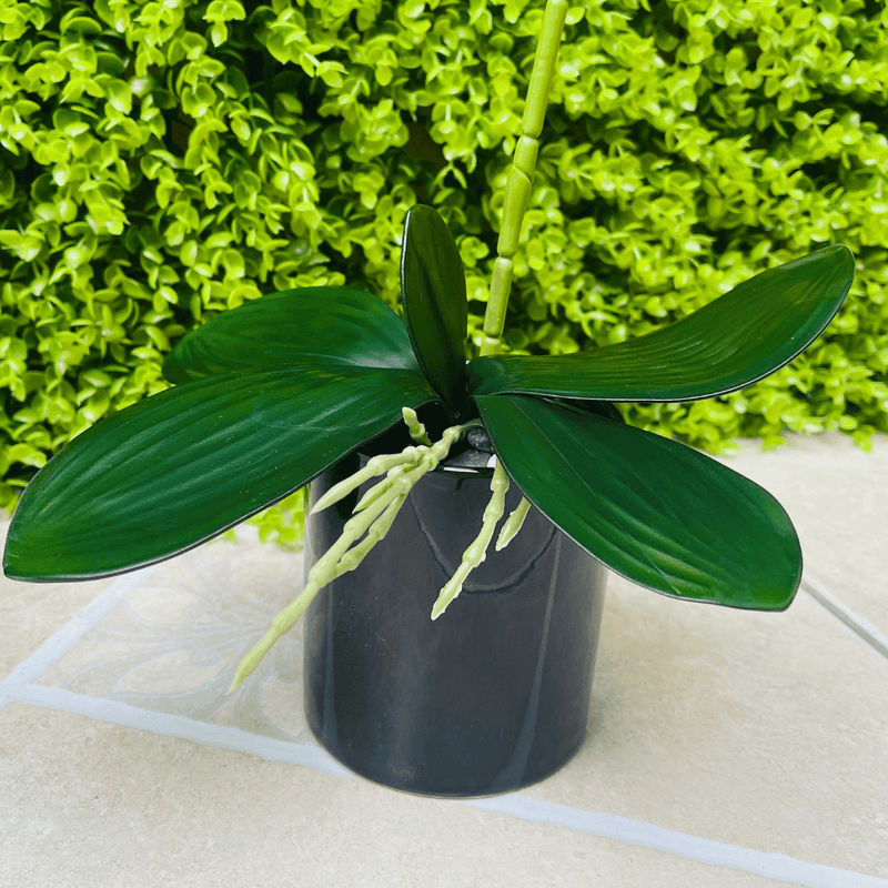 Plantas Orquídeas Macetero Negro - 20 x 9,5 x 41 cm-Dreamy Home